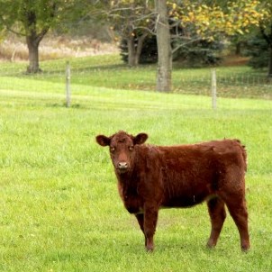 calf-in-field