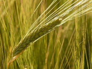 barley-field-1