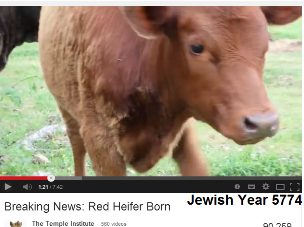 red-heifer-born-5774